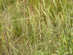 Festuca rivas-martinezii