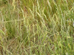 Festuca rivas-martinezii