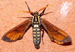 Isanthrene perboscii