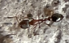 Cardiocondyla mauritanica