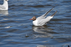 Chroicocephalus ridibundus