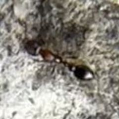 Cardiocondyla mauritanica