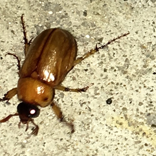 Southern Masked Chafer photo 5