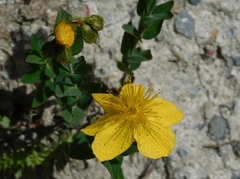 Hypericum richeri richeri