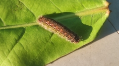 Arhopala centaurus