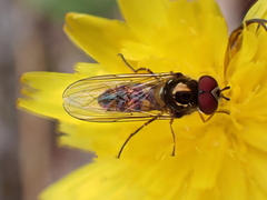 Meliscaeva auricollis