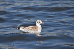 Chroicocephalus ridibundus