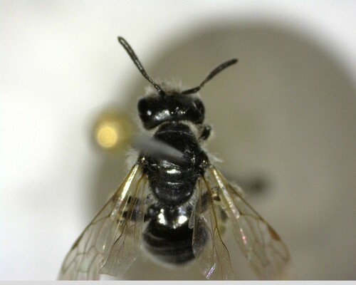 iNaturalist observation photo of Panurginus