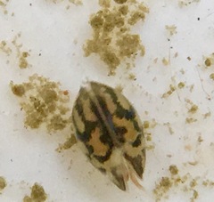 Chlamydotheca arcuata