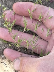 Linanthus harknessii