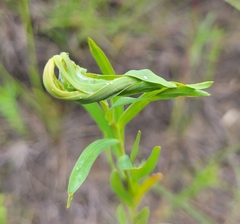 Lobesia euphorbiana
