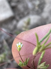 Linanthus harknessii