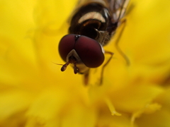 Meliscaeva auricollis