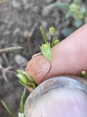 Linanthus harknessii
