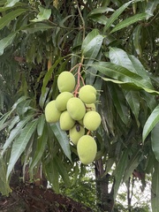 Mangifera indica