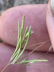 Linanthus harknessii