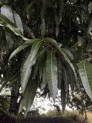 Mangifera indica