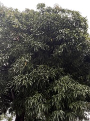 Mangifera indica