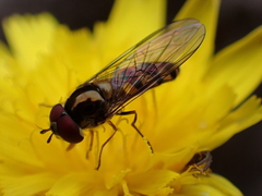 Meliscaeva auricollis