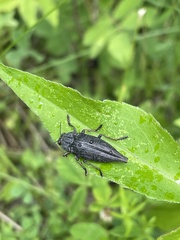 Dicerca tenebrica