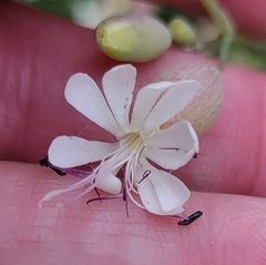 Silene csereii