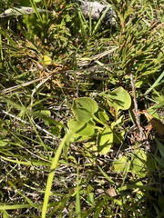 Parnassia glauca