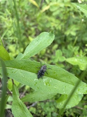 Poecilonota