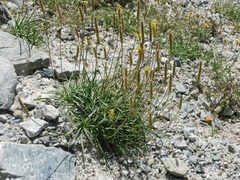 Plantago alpina