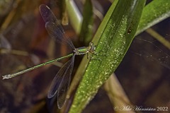 Lestes inaequalis