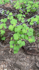 Ribes viscosissimum