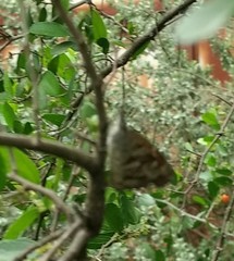 Libytheana carinenta