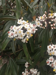 Miconia crocea