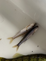 Notropis stramineus