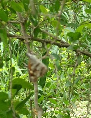 Libytheana carinenta