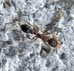 Cardiocondyla mauritanica