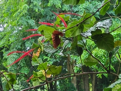 Coccoloba rugosa
