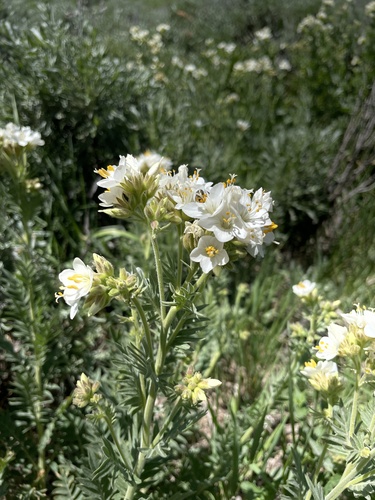 Towering Jacob's-ladder (Polemonium foliosissimum)