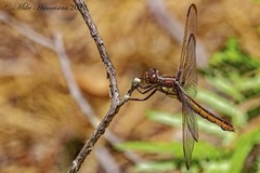 Libellula flavida