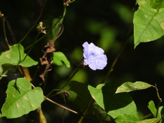 Jacquemontia blanchetii