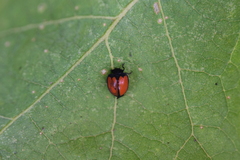 Epilachna nigrocincta