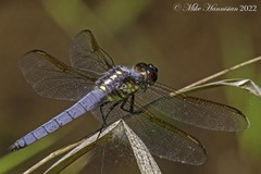 Libellula flavida