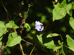 Jacquemontia blanchetii