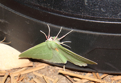 Chlorosea banksaria