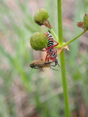 Apiomerus floridensis