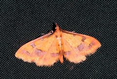 Choristostigma zephyralis