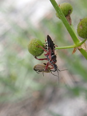 Apiomerus floridensis