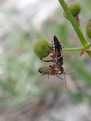 Apiomerus floridensis