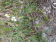 Apiomerus floridensis