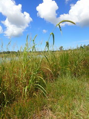 Setaria magna