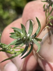 Polygonum polygaloides kelloggii